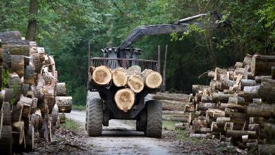 Ograničenje izvoza drvnih sortimenata daje rezultate, cijena peleta snižena